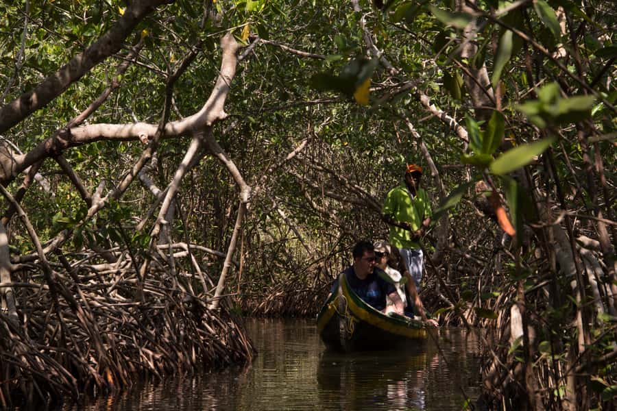 La Boquilla: 3-Hour Canoe Tour through the Mangroves - Key Highlights You’ll Feel From the Start