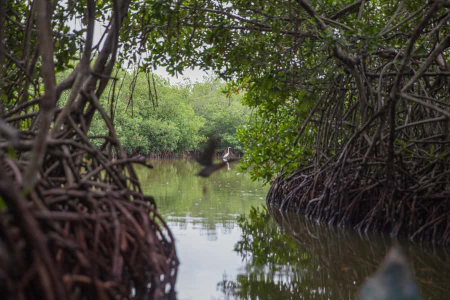 La Boquilla: 3-Hour Canoe Tour through the Mangroves - What You Actually Do on the Water: Mangrove Tunnels, Calm Channels, and Wildlife