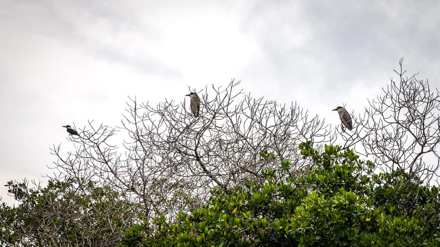 La Boquilla: 3-Hour Canoe Tour through the Mangroves - Meet the Guides: Why Local Stories Make the Tour Worth It