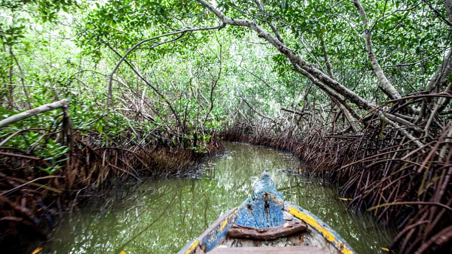 La Boquilla: 3-Hour Canoe Tour through the Mangroves - The Village Contrast: From Cartagena Streets to La Boquilla Life