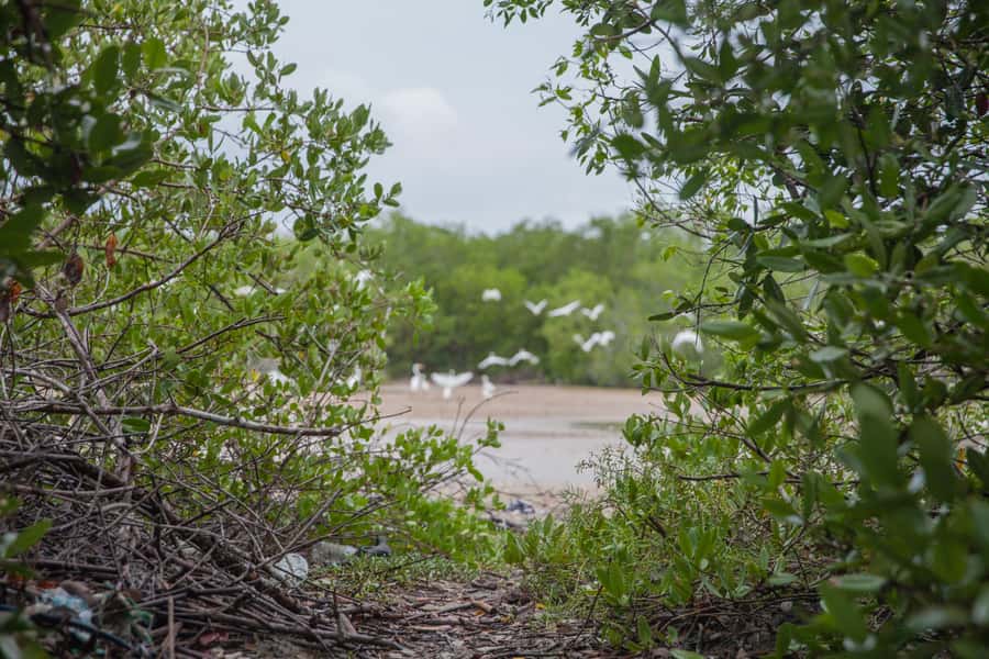 La Boquilla: 3-Hour Canoe Tour through the Mangroves - English Expectations: How to Avoid Language Surprises