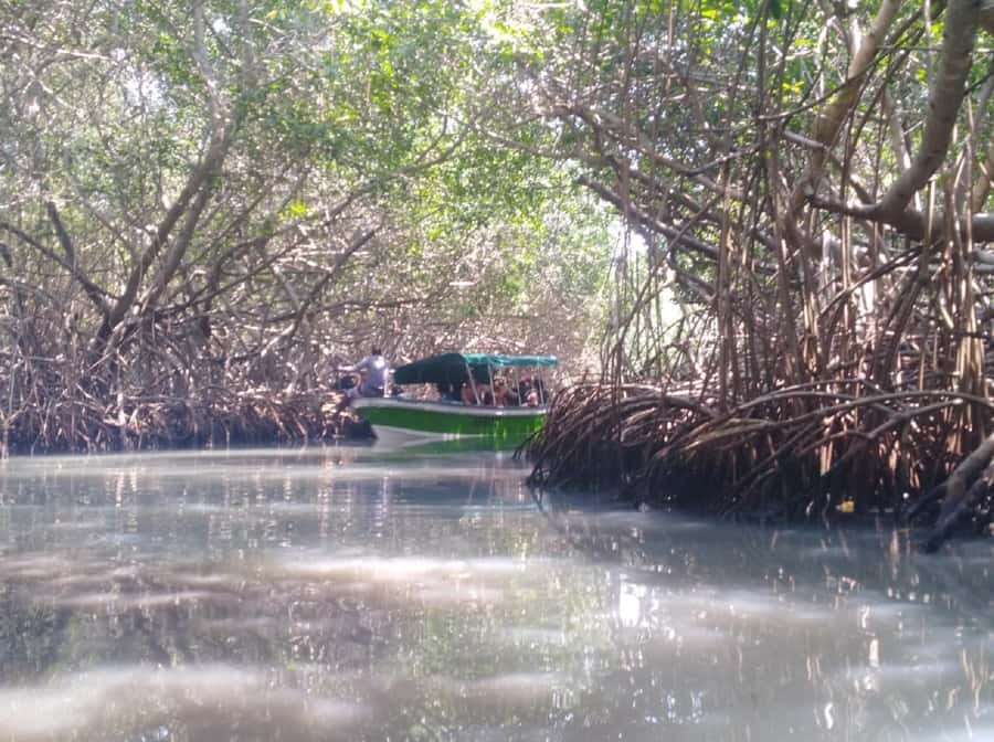 Mangroves, cultural fishing, black heritage town and lunch - Lunch by the sea: coconut, seafood, and typical Afro-Caribbean flavors