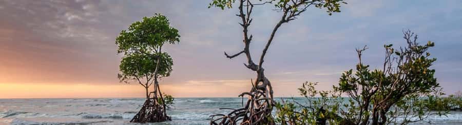 Mangroves, cultural fishing, black heritage town and lunch - Price and time: what $49 gets you, and where it can feel tight