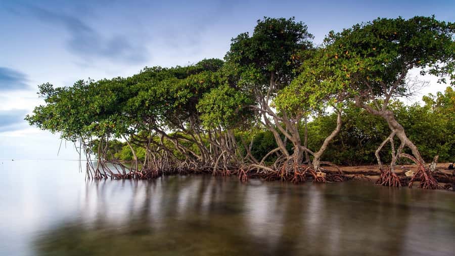 Mangroves, cultural fishing, black heritage town and lunch - My take: should you book Cartagena Adventures’ La Boquilla tour?