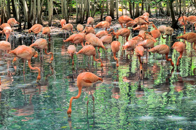 National Aviary & Mambo Beach Club Baru - Playa Blanca - Playa Blanca and Mambo Beach Club Baru: clear water, crowded edges, and vendor reality