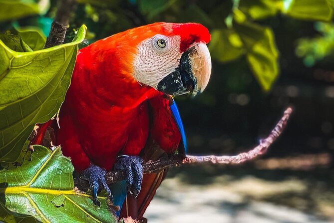 National Aviary & Mambo Beach Club Baru - Playa Blanca - National Aviary: bird trekking plus a scheduled show