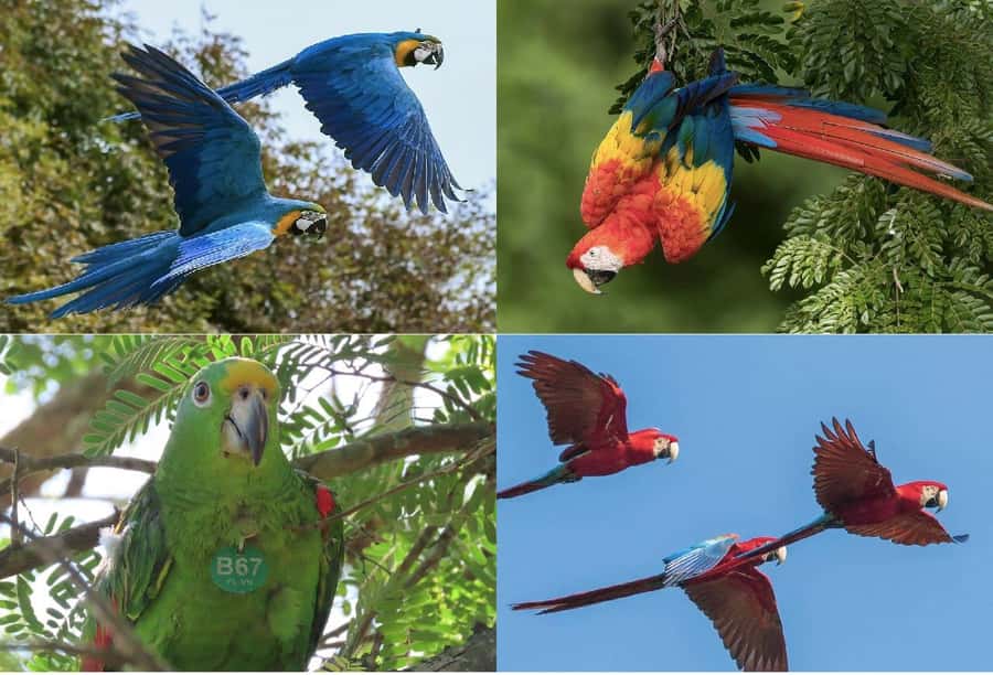 Scenic Horseback Ride in Tropical Mountain Reserve - Preparing food for parrots and macaws (with strict rules)