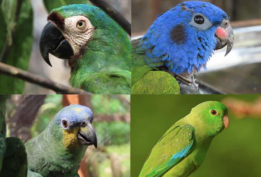 Scenic Horseback Ride in Tropical Mountain Reserve - Wildlife sightings: monkeys, parrots, and macaws along the way
