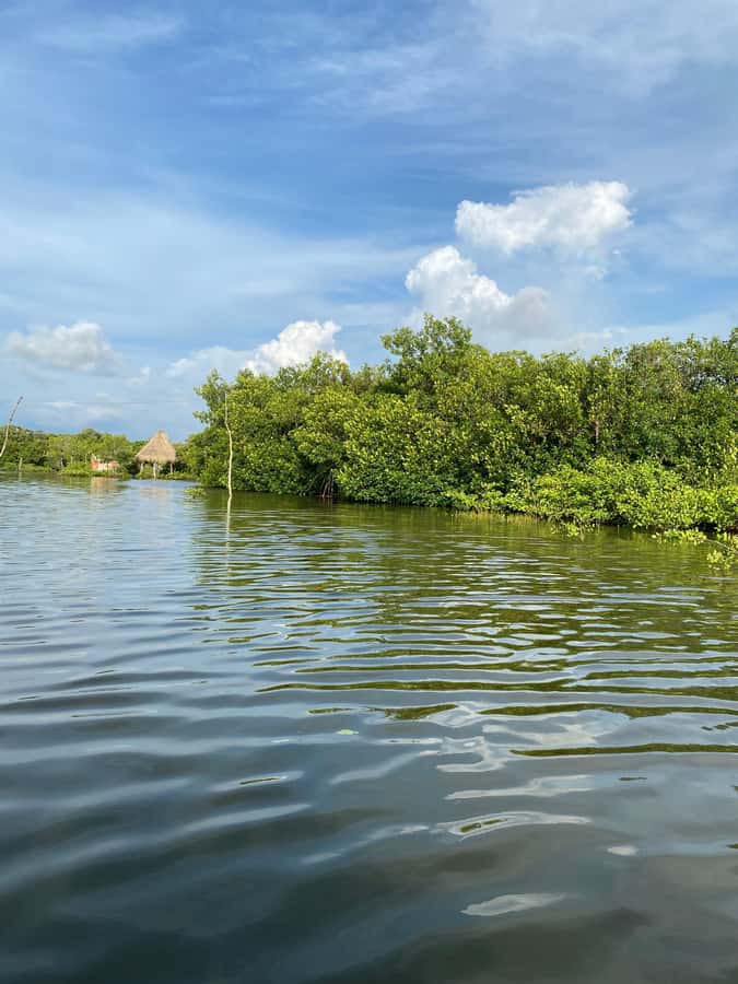 Typical lunch on beach, mangrove tour & fishing with natives - Lunch at 12:30 by the sea: fried fish, coconut rice, patacones, and more