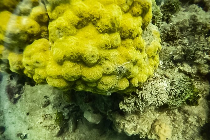 Under a sea of adventures, unforgettable diving. - Cartagena’s Harbor Start: Muelle de la Bodeguita at 9:00